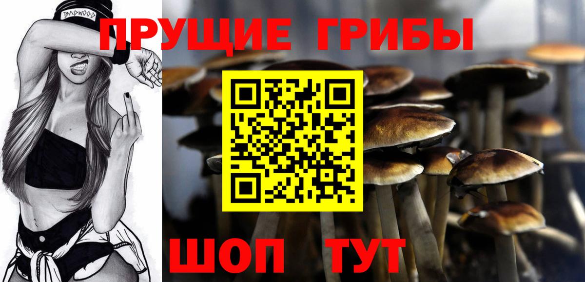 Псилоцибиновые грибы Cubensis  Псилоцибиновые грибы Cubensis  Пенза 